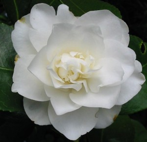 camellia-pure-white camellia-pure-white