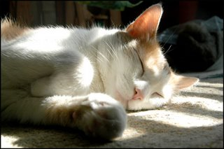 cat-in-sun.bmp