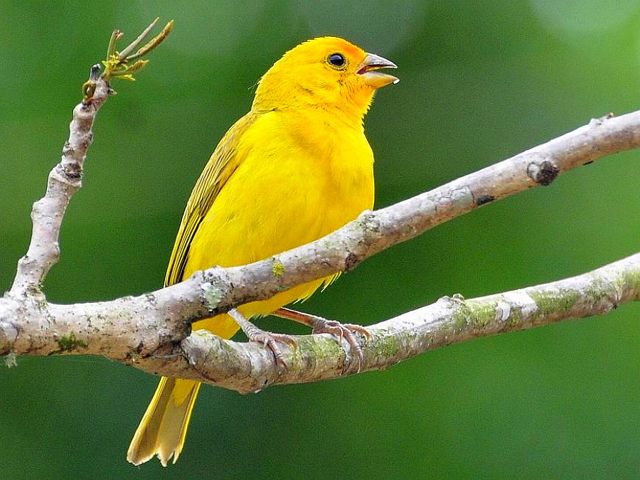 yellow bird yellow bird